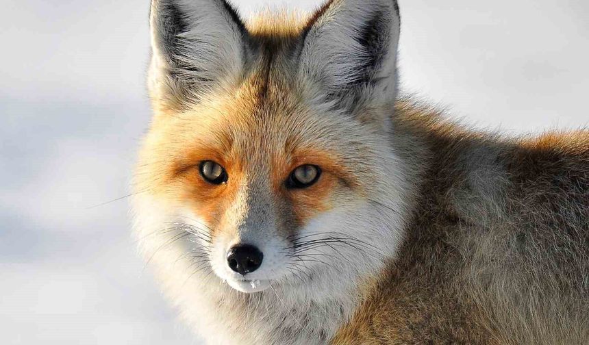 Van’da yaban hayvanlarının yerleşim alanlarına inmesi endişe yaratıyor