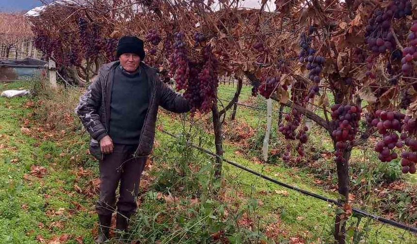 2025 yılı üzümleri dalında bekletip 2026’nın ilk günü hediye etti