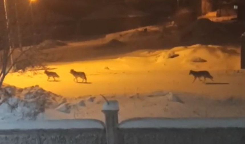 Van’da aç kalan kurtlar merkeze indiv