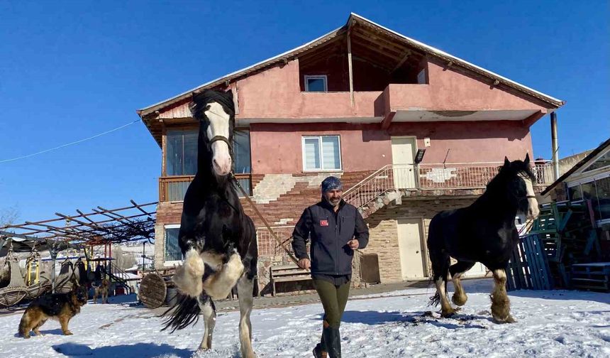 Sıra dışı yaşam: Onlarca hayvanla ortak hayat kurdu