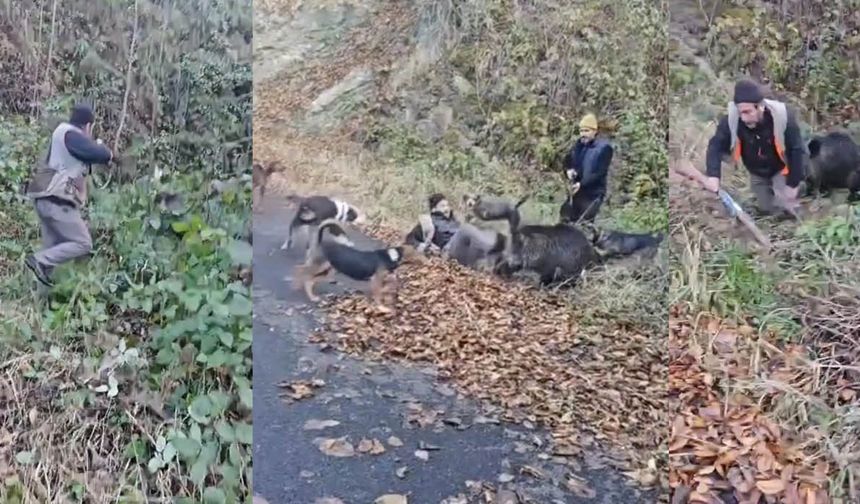 Domuz saldırısına uğrayan avcıyı arkadaşları kurtardı