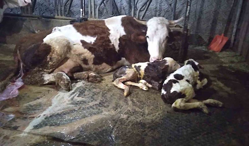Ölü buzağıyla üzüldüler, ikizlere sevindiler