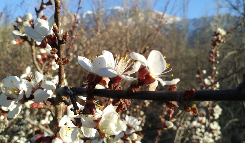 İlk Cemre Ne Zaman Düşecek?