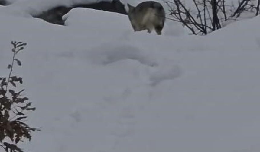 Pülümür Vadisi’nde aç kurt doğada yiyecek ararken görüntülendi