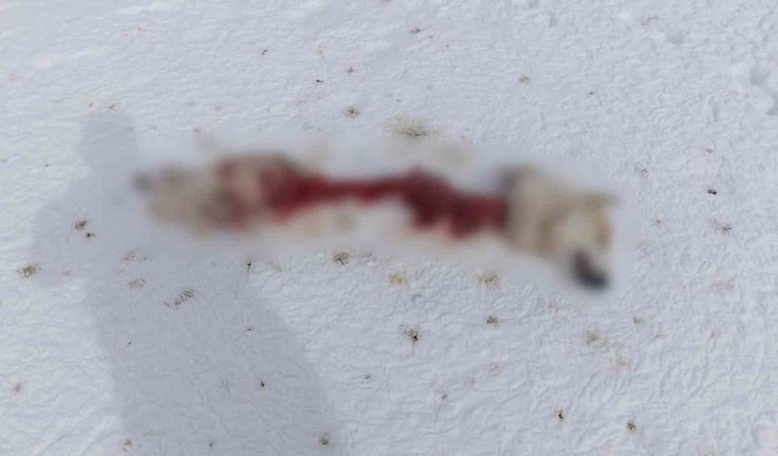 Van’da aç kalan kurtlar köpeği parçaladı