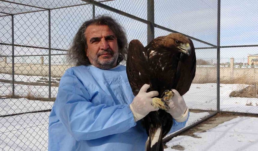 Van YYÜ yırtıcı kuşların şifa merkezi oldu