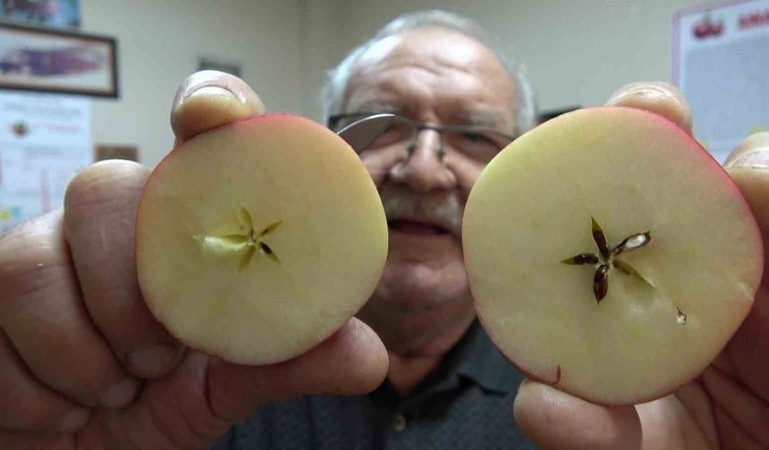 Taklitlerinden yıldız testiyle ayırt edilen lezzet: Misket Elma