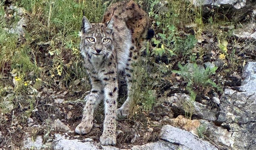 "Ormanın hayaleti" vaşak Kemaliye’de görüntülendi