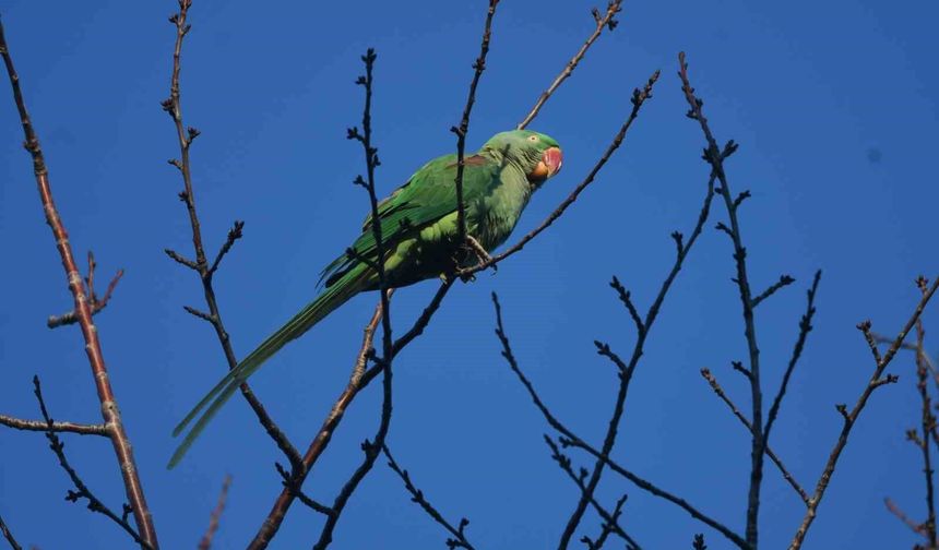 İstilacı tür İskender Papağanı Tatvan’da görüntülendi