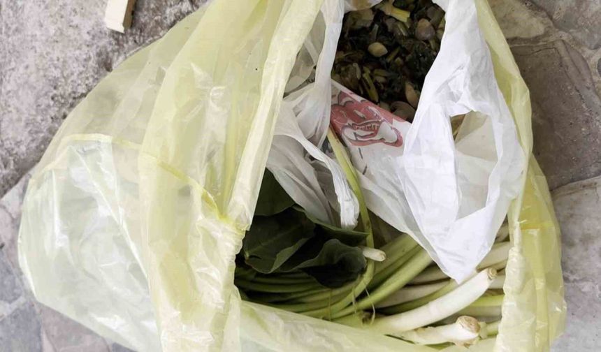 Pazı olarak aldıkları ot, zehirli tirşik otu çıktı