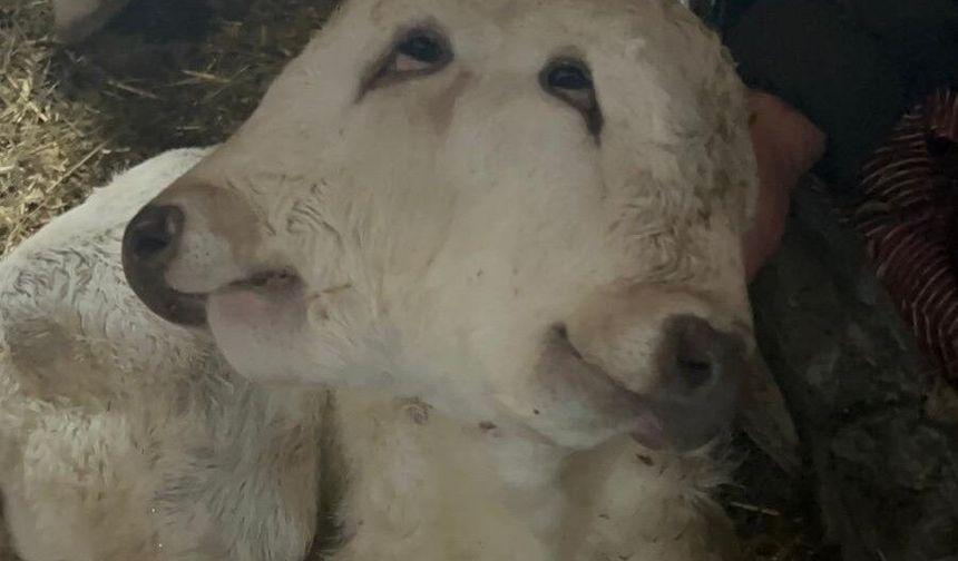Yeni Dünya'ya Gelen Çift Başlı Buzağı Görenleri Şaşırttı