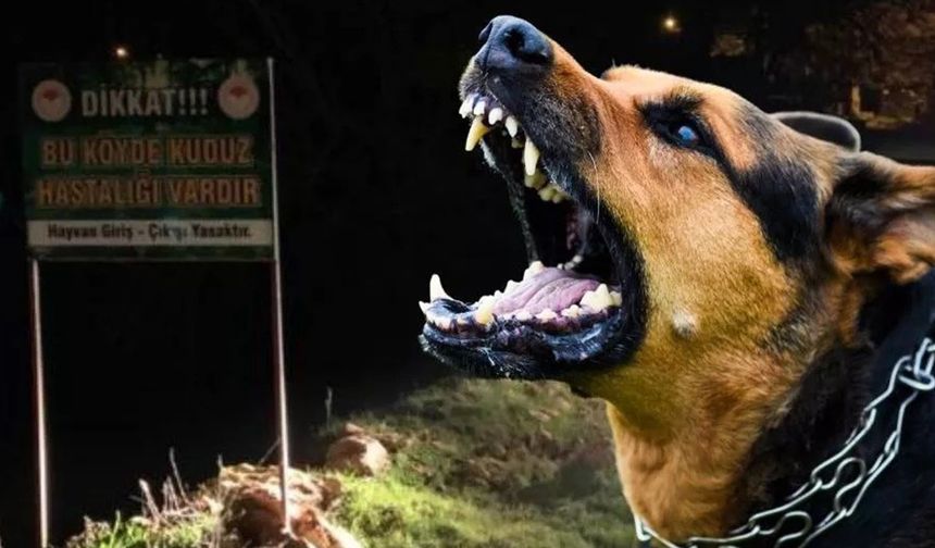 Valilikten ‘Kuduz vakalarında artış’ açıklaması