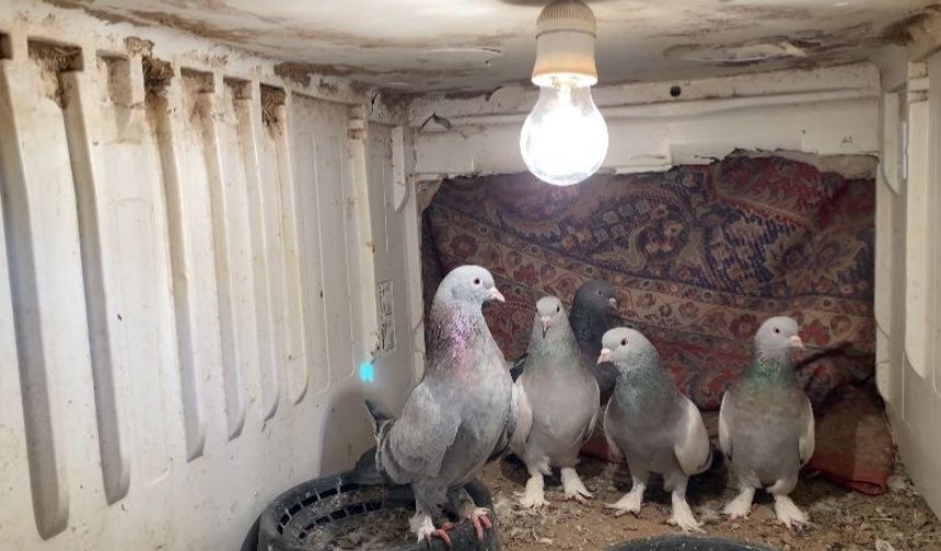 Dondurucu soğuğa rağmen 7 yıldır güvercin yetiştiriyorlar