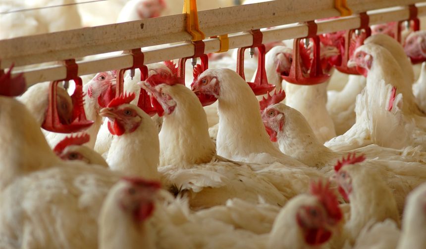 Tavuk İhracatı Bugün İtibarıyla Durduruldu