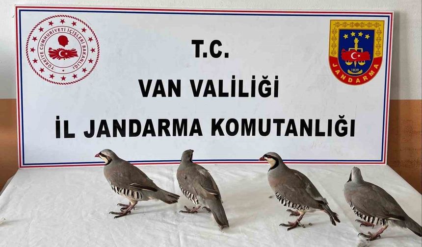 Van’da Yasadışı Keklik Taşıyan Sürücüye 85 Bin TL Para Cezası