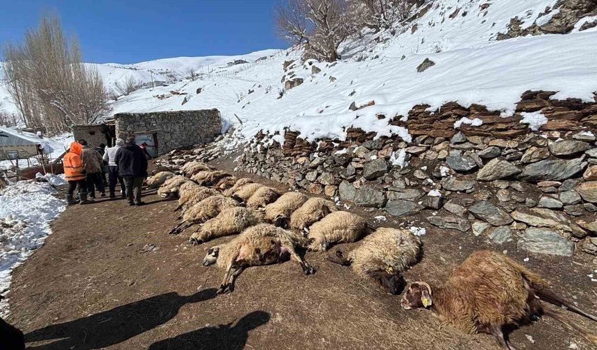 Van’da ahırda feci yangın: 67 küçükbaş hayvan telef oldu