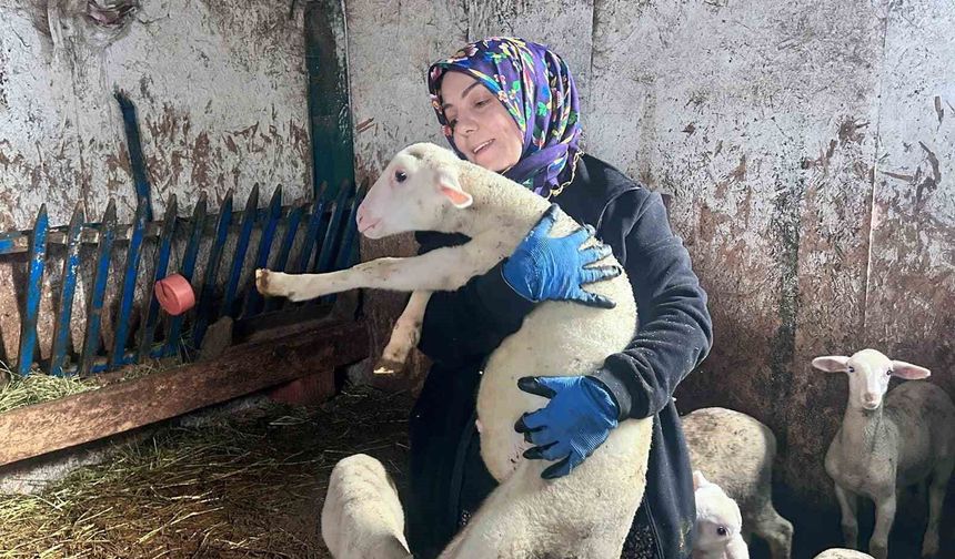 Kadın girişimci Fransız koyunlarıyla dikkat çekiyor