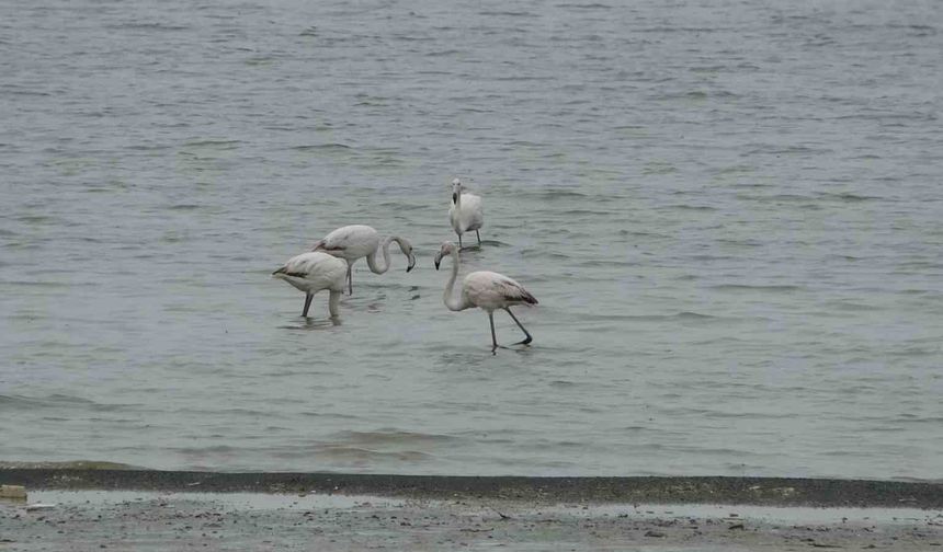 Van Gölü'nün misafirleri bu yıl Van’a erken geldi