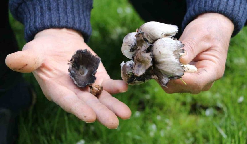 Yabani mantar tüketimine dikkat!