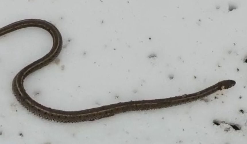 Hakkari’de Camii Suyu İçin Kazı Yaparken 1 Metrelik Yılanla Karşılaştılar