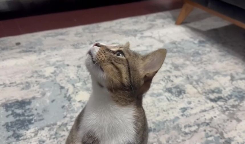 Kedinin midesinden çıkan cisim şok etti