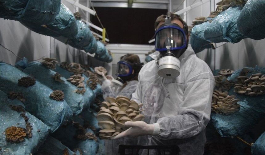 Hobi olarak başladı: Günde 1 tona yakın hasat elde ediyor