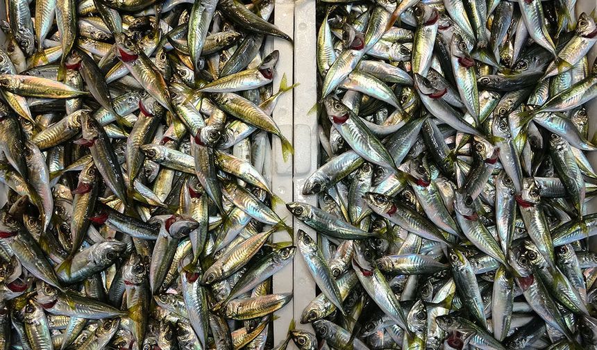 Bayram öncesi balık tezgahlarında bolluk