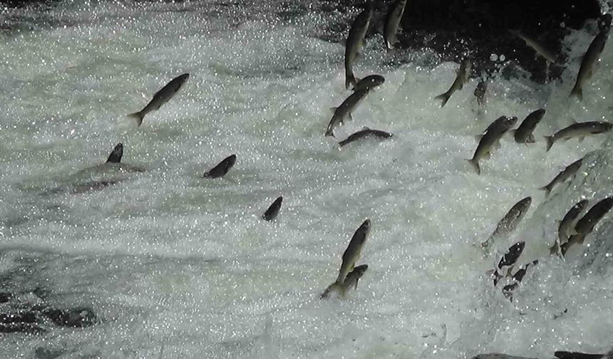 Van'ın inci kefalleri Jandarma Komutanlığı’na emanet