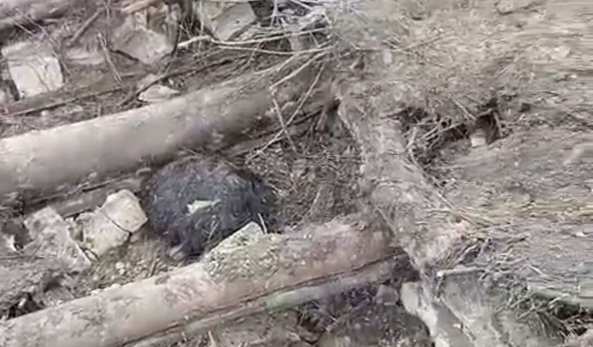 Van'da ahır çöktü: 20 küçükbaş hayvan göçük altında kaldı