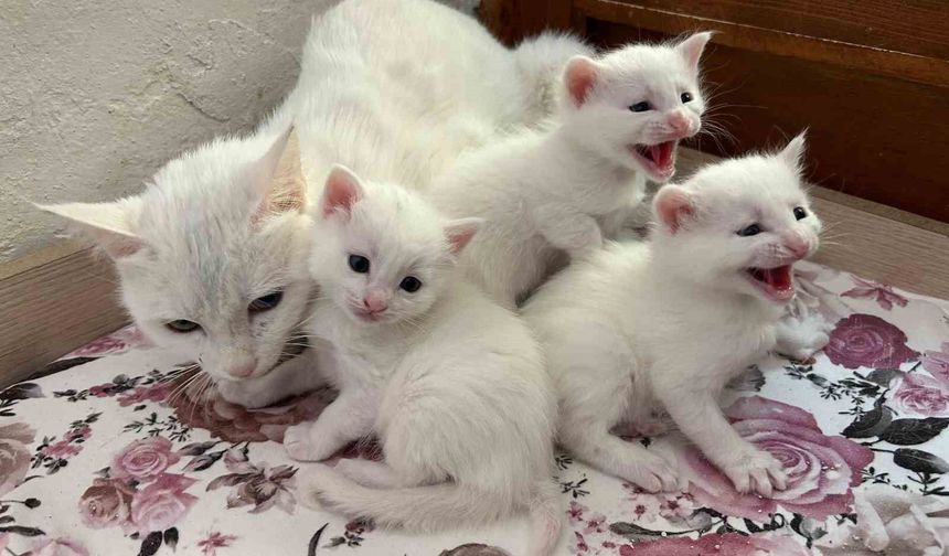 Yılın İlk Van Kedisi Yavruları Dünyaya Geldi