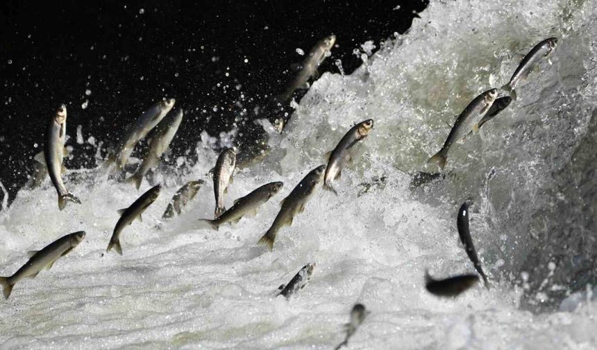 Yağışlar İnci Kefali İçin Hayati Önem Taşıyor: 2026, Verimli Bir Yıl Olacak