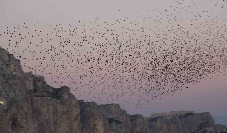 Van Kalesi'nde Sığırcık Kuşlarından Büyüleyici Gökyüzü Şovu