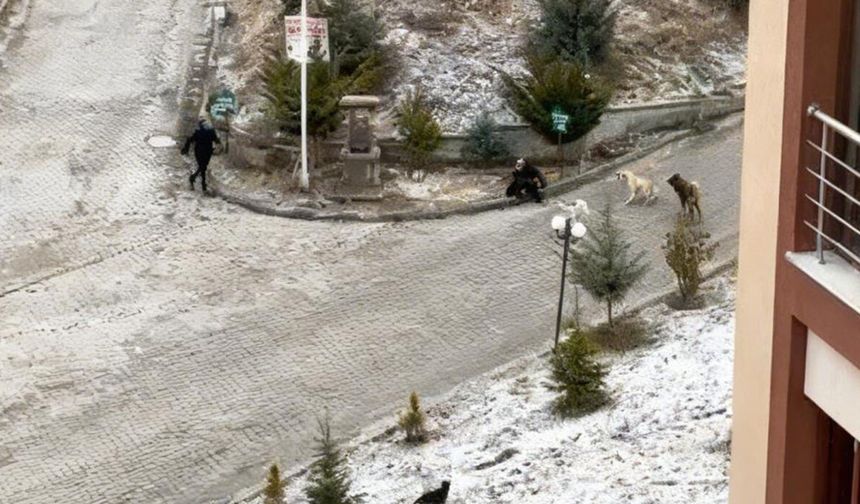 Sokak Köpeklerinin Saldırısına Uğrayan Kadını Vatandaşlar Kurtardı