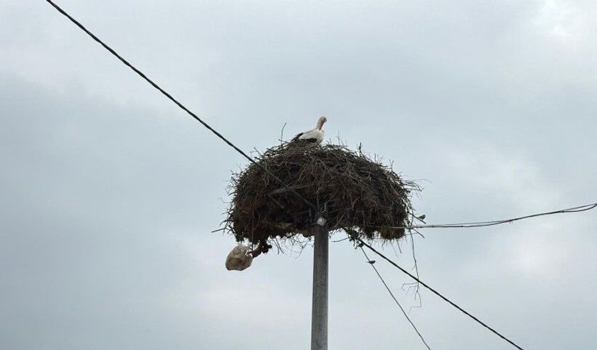 Yaren Leylek ve Adem amcaya yoğun ilgi