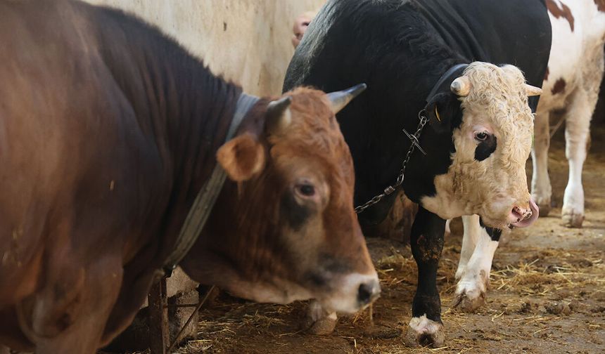 Kurbanlık alacaklar için kritik detay: Yaş