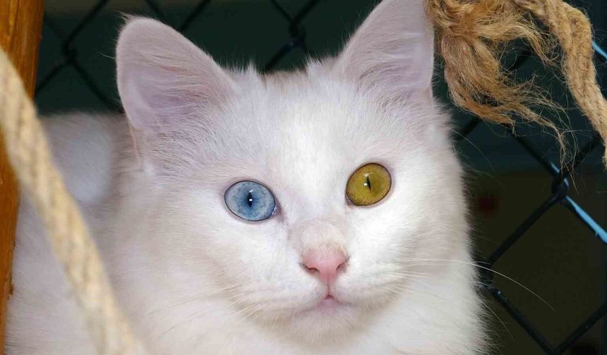 Van Kedisi: Eşsiz Göz Renkleriyle Dünyanın Dikkatini Çekiyor