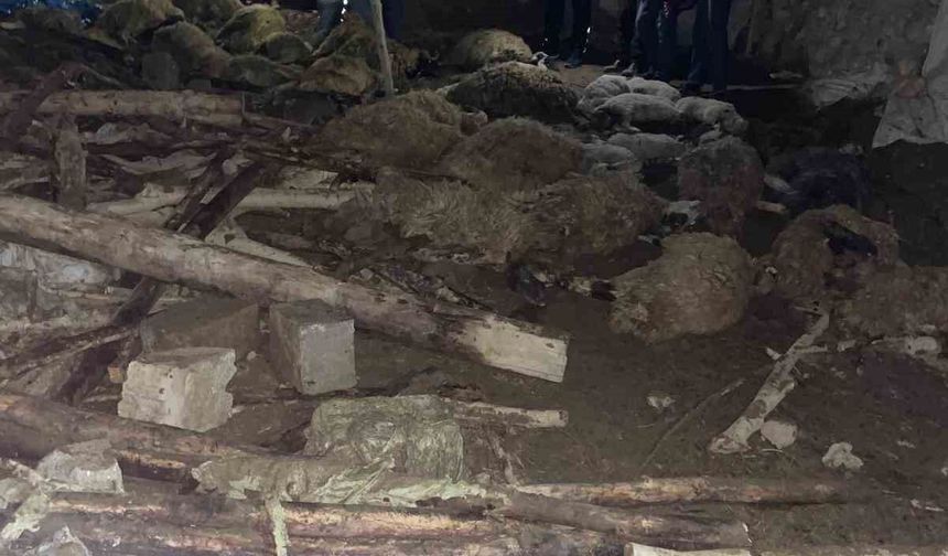 Van’da ahır çöktü: 56 küçükbaş hayvan telef oldu