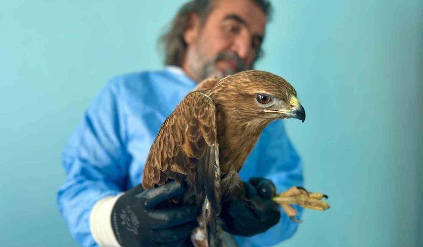 Van Gölü Havzası’ndaki yaban hayatı koruma altında