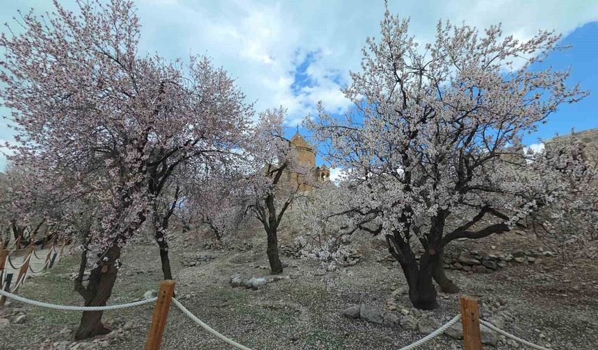 Akdamar Adası’nda bahar şöleni: Renkler adeta dans ediyor