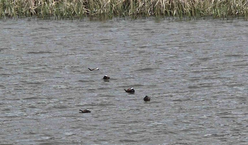 Van Gölü havzasında ‘mavi gaga’ heyecanı: Nadir türler geri döndü