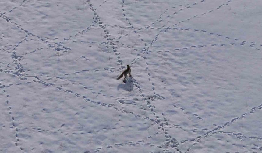 Van’da Yaban Hayatının Görkemli Anı: Tilkinin Karla Mücadelesi