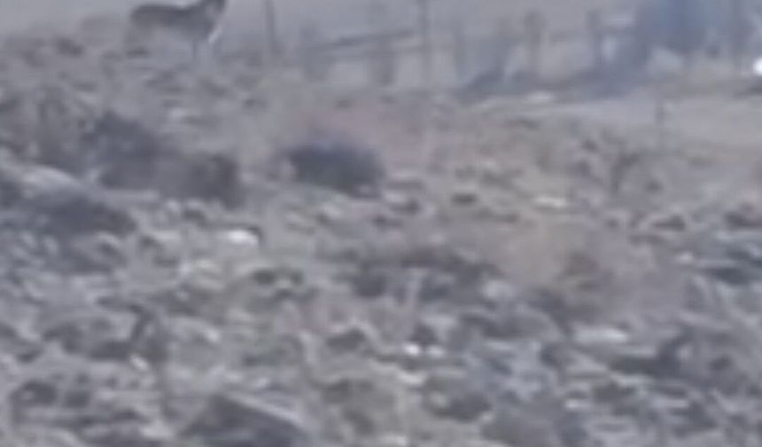 Van Özalp’te kurtlar sürüye yaklaşırken görüntülendi