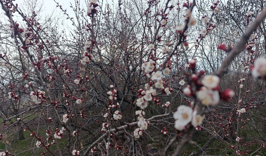 Van’da kayısı ağacı çiçek açtı