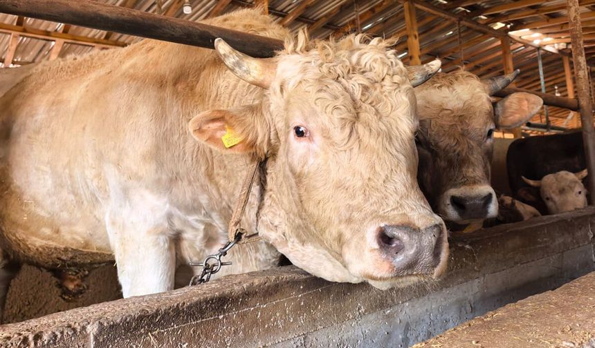 Dev boğa “Paşa”ya 500 bin lira değer biçildi