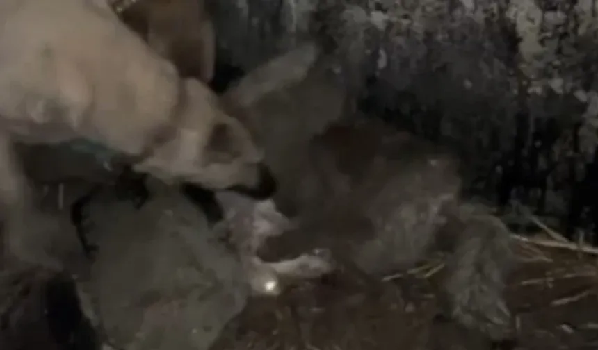 Van’da Kangal Köpekleri, Ahıra Girmeye Çalışan Kurdu Telef Etti