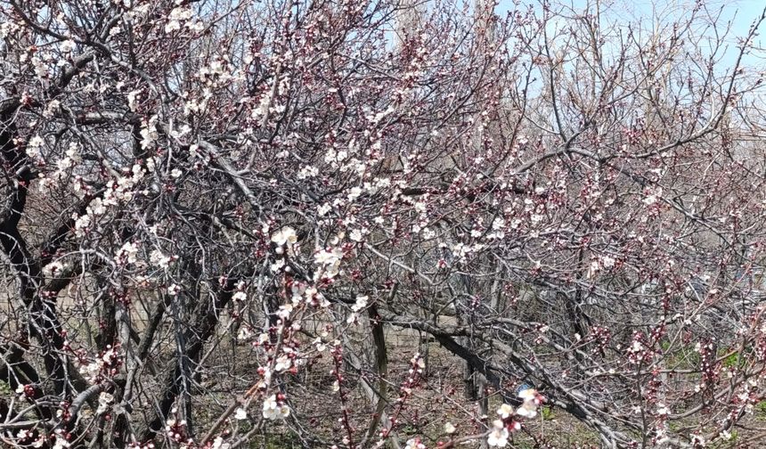 Van’da kayısı ağaçları çiçek açtı: Bahçeler beyaza büründü