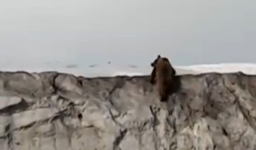 Gürpınar’da Yiyecek Arayan Ayı Kara Yoluna Çıktı