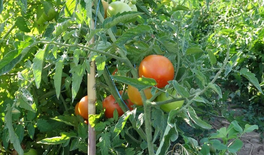 Van'da çiftçiye 2 TL’ye domates fidesi dağılıyor
