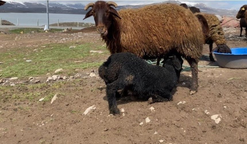 Kuzuların anneleri ile buluşması renkli anlara sahne oldu