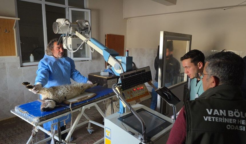 Van’da deprem sonrası enkaz altından çıkarılan kuzular tedavi edildi